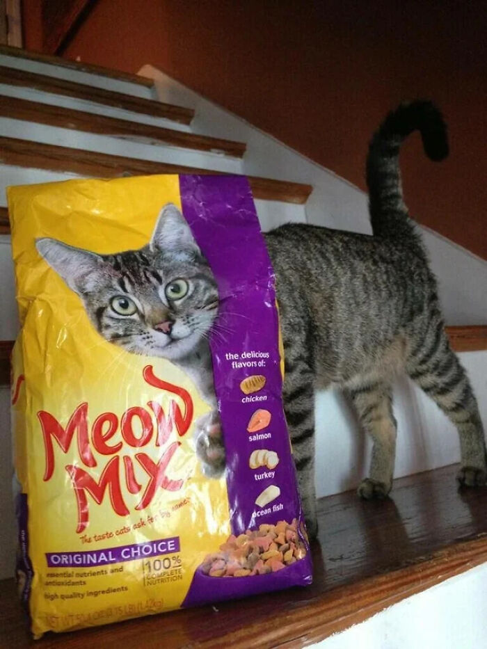 A tabby cat peeking out from behind a large bag of Meow Mix cat food, with its body extending behind the bag. A pic people cannot explain.