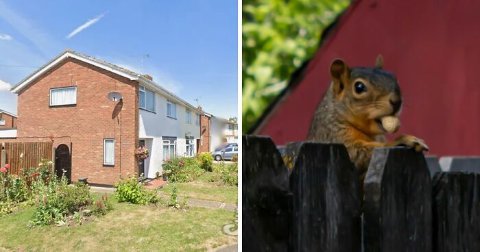 Neighbor Battle Over Ornamental Squirrel Results In Loser Facing Huge Court Bill