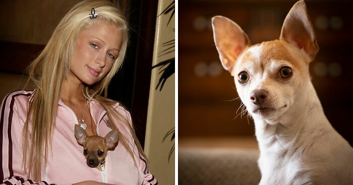 67 Dog Breeds May Soon Be Banned In The UK—Is Your Pooch On The List?