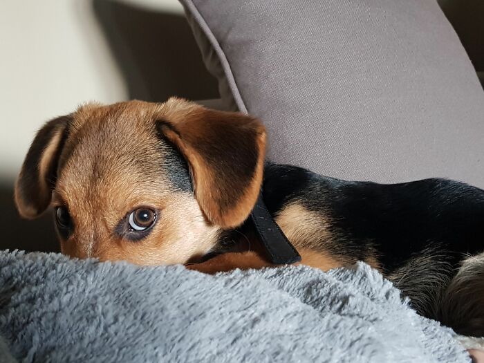 A small, scared puppy peeking over a gray blanket, looking with wide eyes, experiencing strange moments.