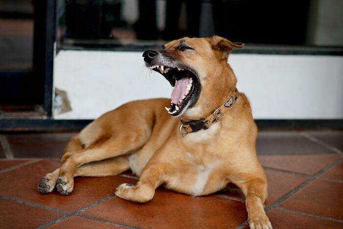 A brown dog with an open mouth, showing its teeth, displaying strange experiences that make people shiver.