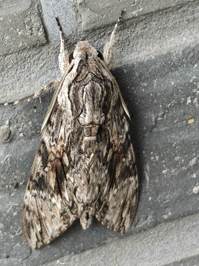 Close-up of a grey moth on a stone wall, showcasing intricate patterns, a cool animal photo.