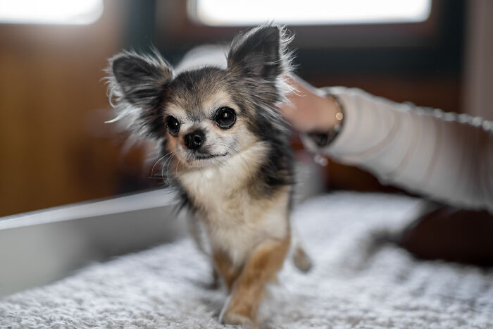A fluffy, small chihuahua dog looking curiously at the camera, highlighting unhinged house rules for pet care.