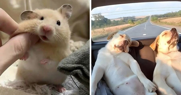 This Page Shared 25 New Pics Of Animals Which Turned Ordinary Situations Into Pure Comedy