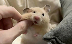 25 New Funny Animal Encounters Shared By This Page That Would Sound Fake If Not Caught On Camera