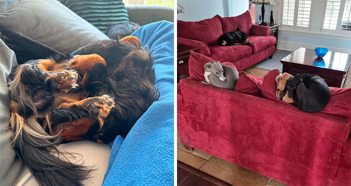 130 Pets That Clearly Didn’t Pass Quality Control