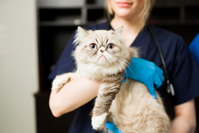 A fluffy cat held by a vet, representing pet owners and vet bills.
