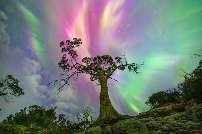 A tree silhouetted against a vibrant pink and green aurora, a breathtaking image from the David Malin Astrophotography Awards.