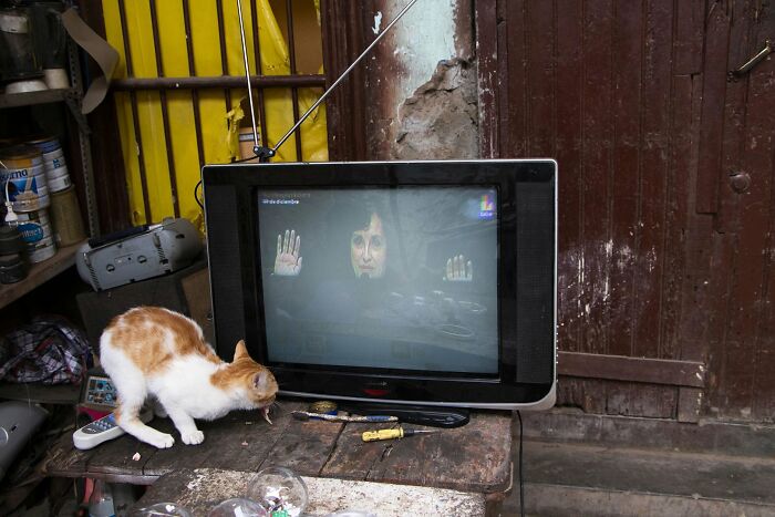 A cat next to a television showing a person's face with hands in a street photography award image.