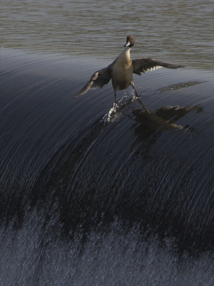50 Perfectly Timed Animal Photos From This Online Collection That Are Almost Too Good To Be True