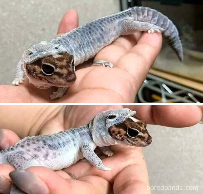 Wholesome images of a small gecko shedding its skin, with its old skin peeled back from its head.