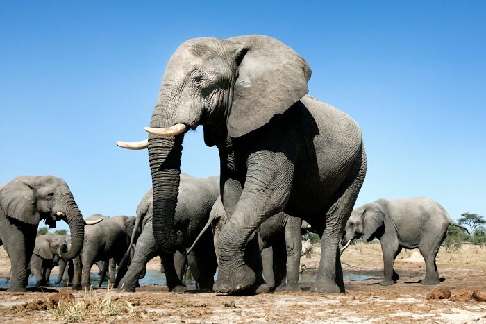 A herd of elephants at a watering hole, representing terrifying methods and tools doctors used in the past.