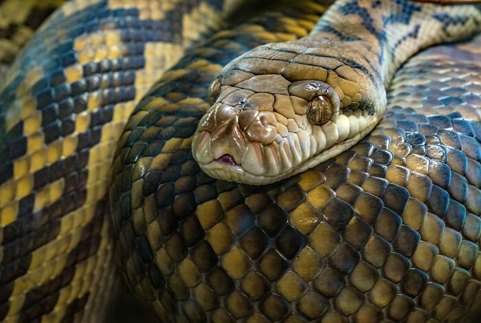 A close-up of a snake, symbolizing terrifying methods and tools doctors used in the past to treat patients.