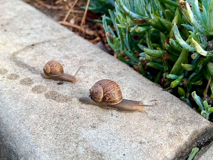Two snails slowly crawling on a concrete path next to green plants, not related to terrifying medical methods or tools.