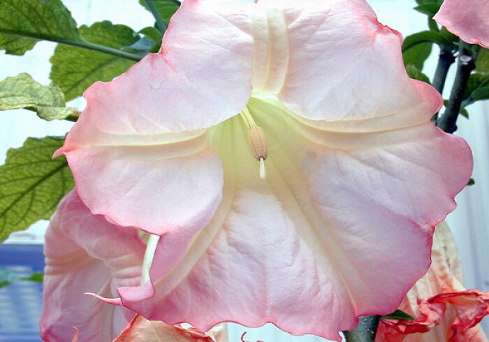A close-up of a pink trumpet-shaped flower, not related to terrifying medical methods or tools.