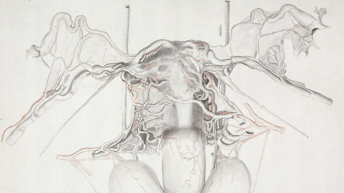Historical medical illustration showing anatomical structures, a terrifying method doctors used to treat patients in the past.