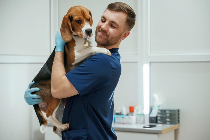 A veterinarian holding a beagle, showing care for a patient, related to things patients have said to doctors.