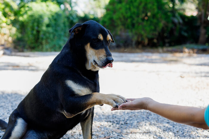 A black and tan dog gives its paw to a person, an example of pet-owners connection and vet bills.