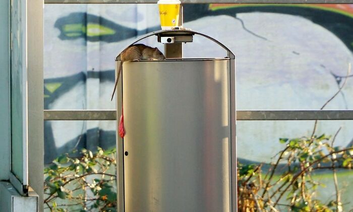 A rat on top of a trash can, an example of awful stories that will remind Americans to be respectful.