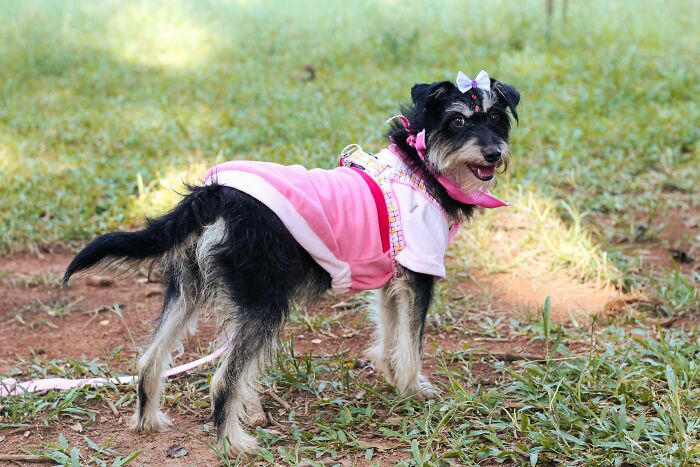 A small dog wearing a pink outfit, collar, and bow, representing the higher cost of products for women due to pink taxes.