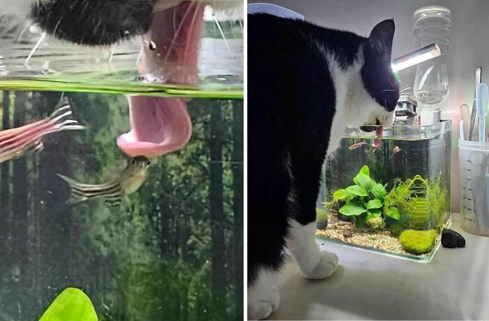 Funny animal encounter: a cat attempting to drink from a fish tank, observed by small fish.