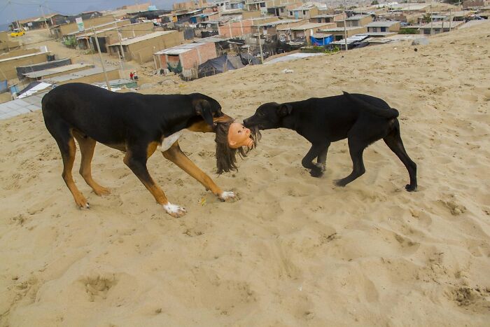 Two dogs pulling at a doll's head on a sandy hill, a street photography awards image.