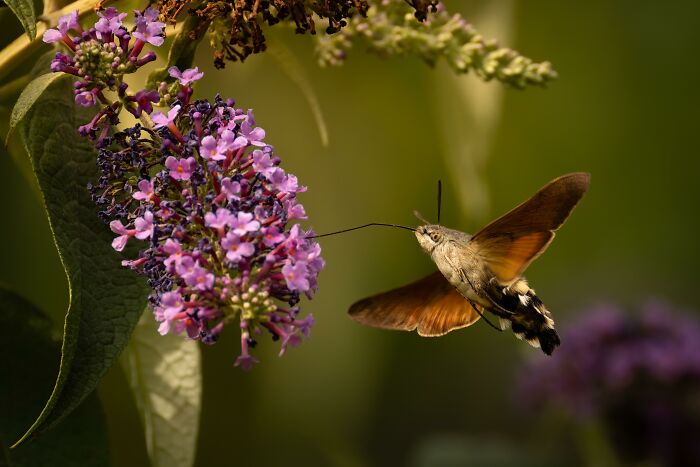 A hummingbird hawk-moth hovers by a cluster of purple flowers, its long proboscis extended. Cool animal photo.