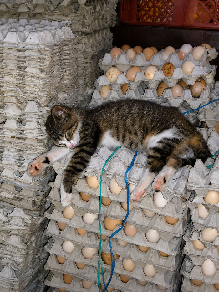 A tiny kitten, a delightful cat, sleeps soundly on a stack of egg cartons, featuring beautiful colors.