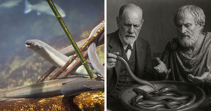 Scientists Have Been Wrong About Eels For 2,000 Years, Starting With Aristotle