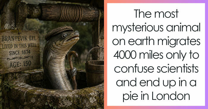 Eels Have Been Confusing Scientists Since Aristotle, And They Are Not About To Stop