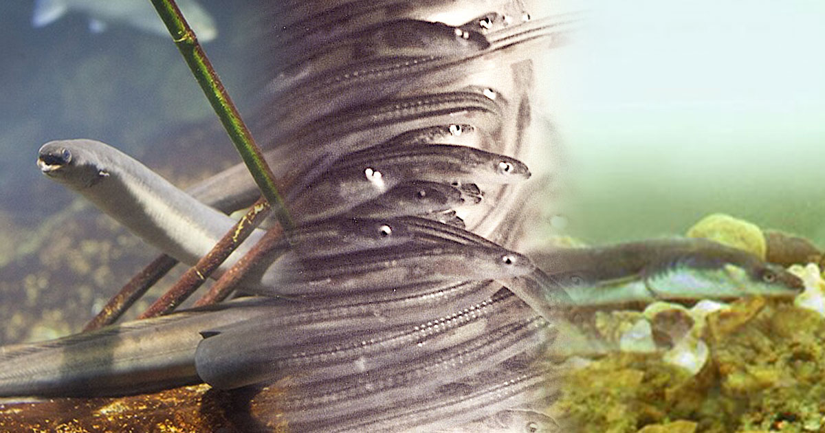 Scientists Have Been Wrong About Eels For 2,000 Years, Starting With Aristotle