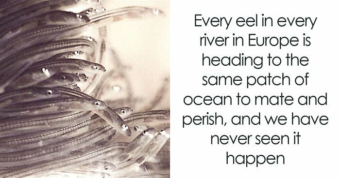 Eels Have Been Confusing Scientists Since Aristotle, And They Are Not About To Stop