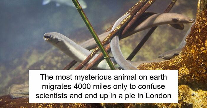 Eels Have Been Confusing Scientists Since Aristotle, And They Are Not About To Stop