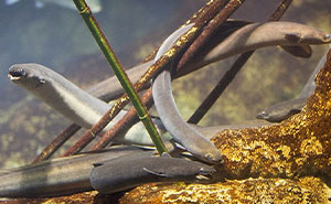 Scientists Have Been Wrong About Eels For 2,000 Years, Starting With Aristotle