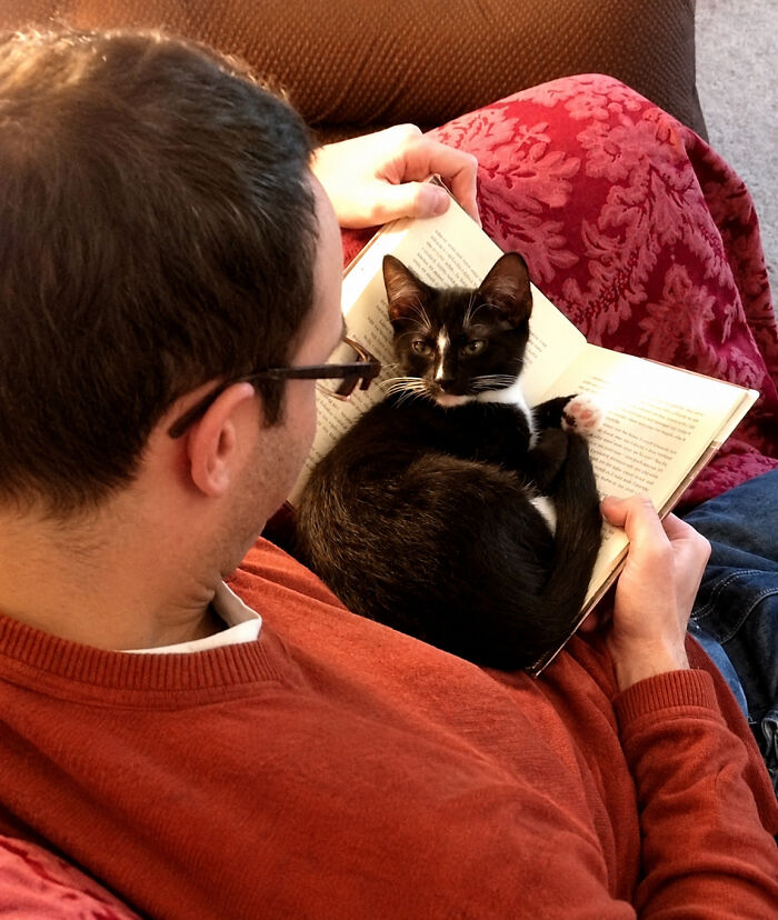 A tiny kitten, a delightful cat, with beautiful colors, sits on an open book held by a person.