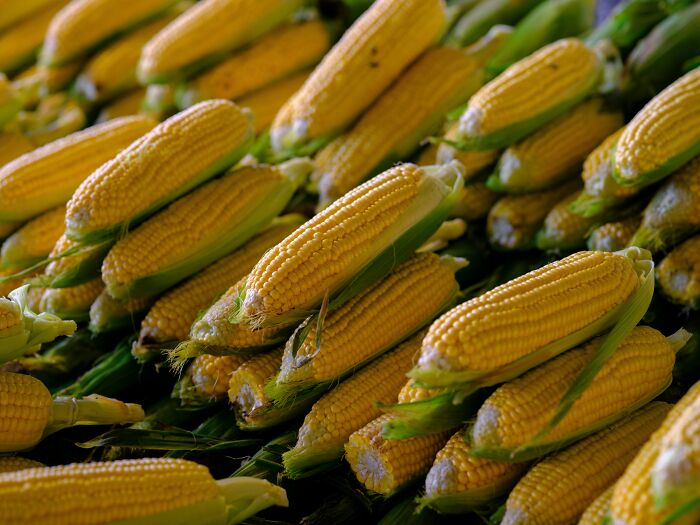 Pile of fresh corn on the cob, a common item in retail worker customer interactions.