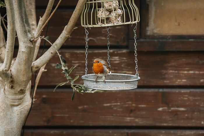 A small bird on a feeder, a peaceful scene unrelated to retail worker customer interactions.