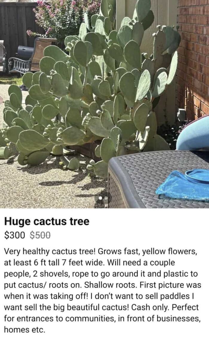 A listing for a 'Huge cactus tree' with an outrageous request for buyers to bring their own tools for removal.