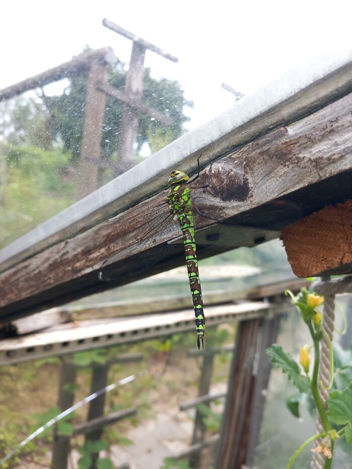 A vibrant green and brown dragonfly, an animal, clinging to a wooden beam inside a structure.