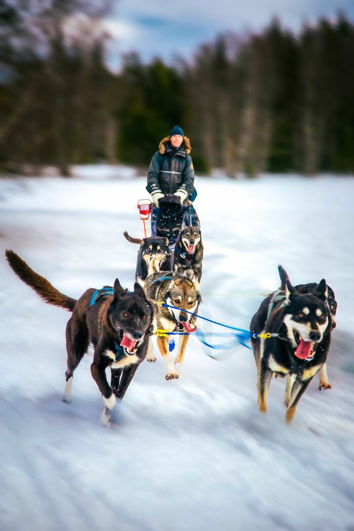 A person on a dog sled pulled by a team of five huskies through a snowy landscape. Americans asked Europeans many questions.