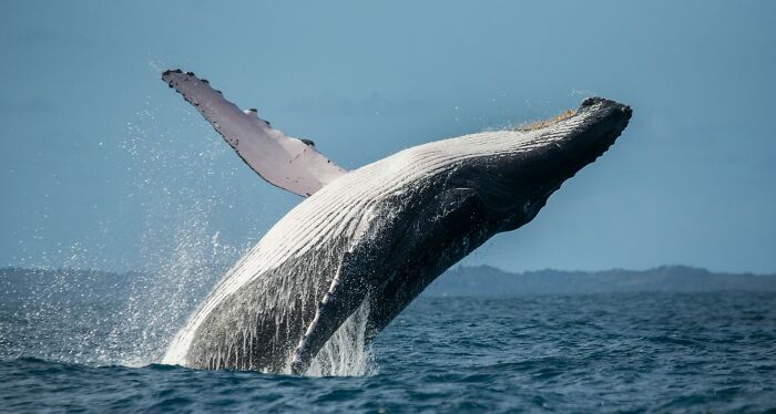 A humpback whale breaching out of the ocean, a majestic sight that may spark questions from Americans to Europeans.