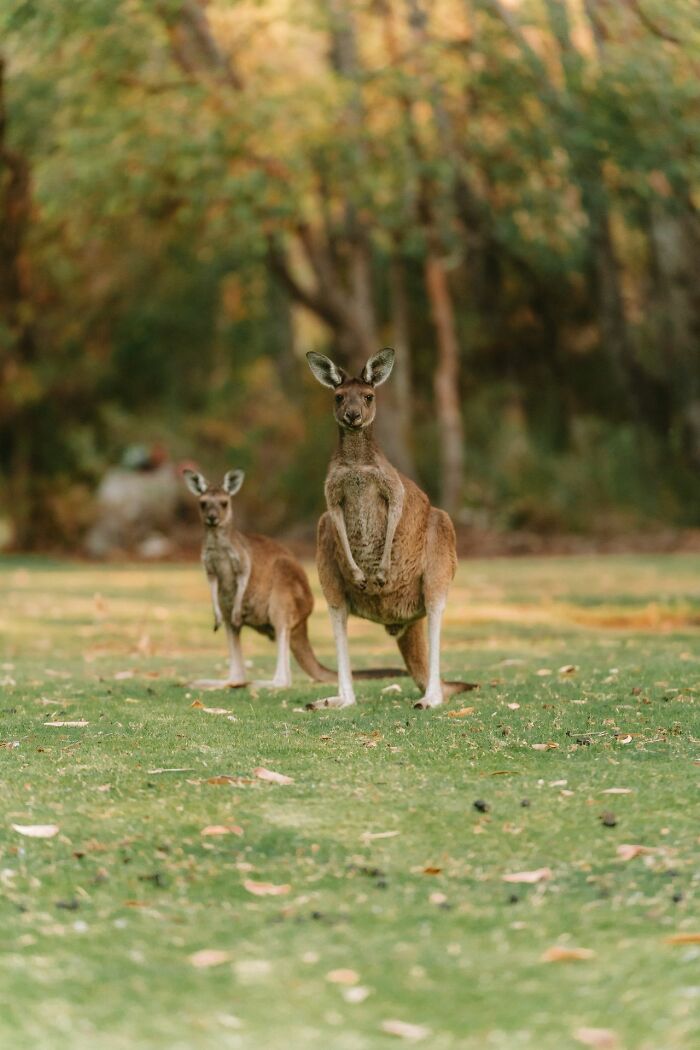 Two kangaroos standing on grass, highlighting the interesting questions Americans asked Europeans.