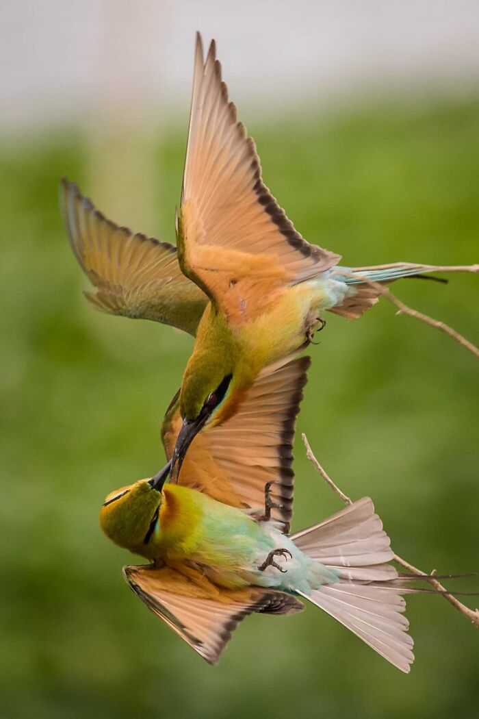 50 Perfectly Timed Animal Photos From This Online Collection That Are Almost Too Good To Be True