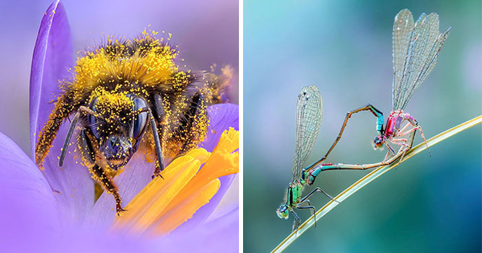 Photographer Captured 37 Close-Up Nature Shots That Reveal A World We Usually Never Get To See