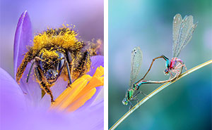 Photographer Captured 37 Close-Up Nature Shots That Reveal A World We Usually Never Get To See