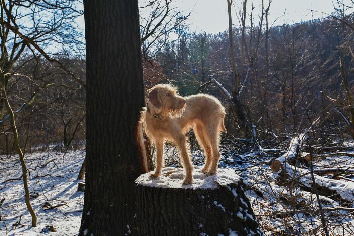 A dog on a snowy tree stump, illustrating why people in their lives can't respect anymore.