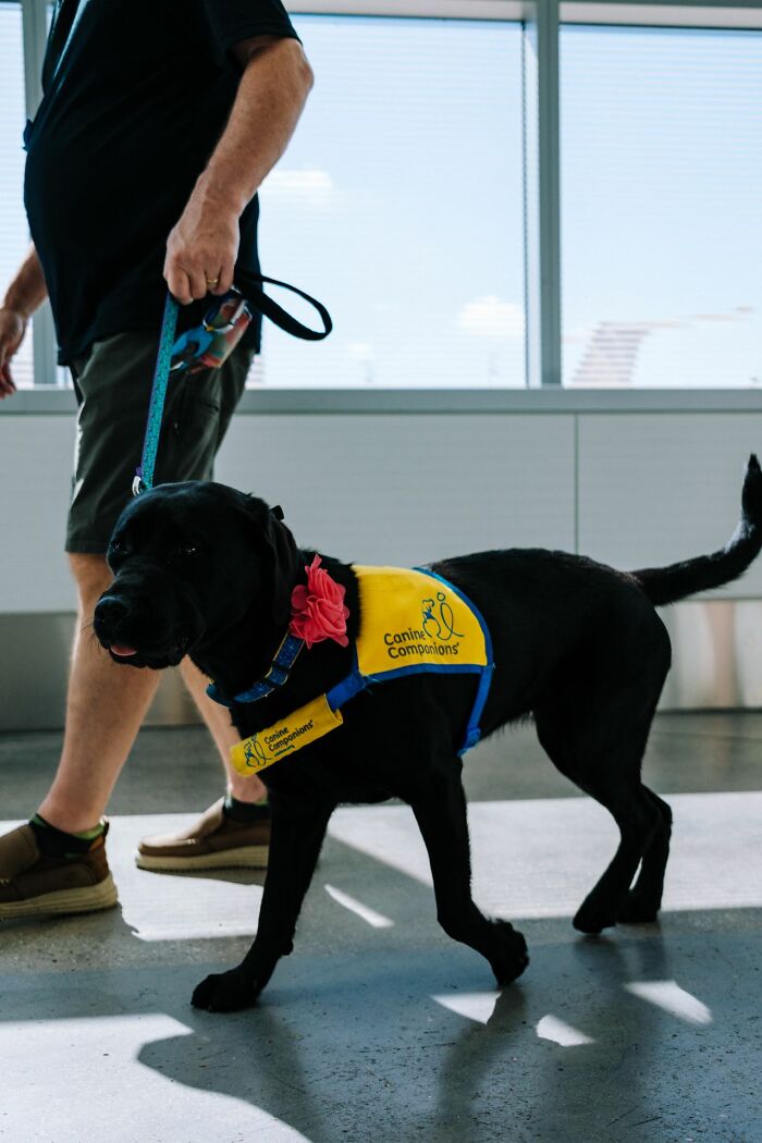 A service dog walks beside its owner, representing loyalty in contrast to people in their lives they can’t respect.