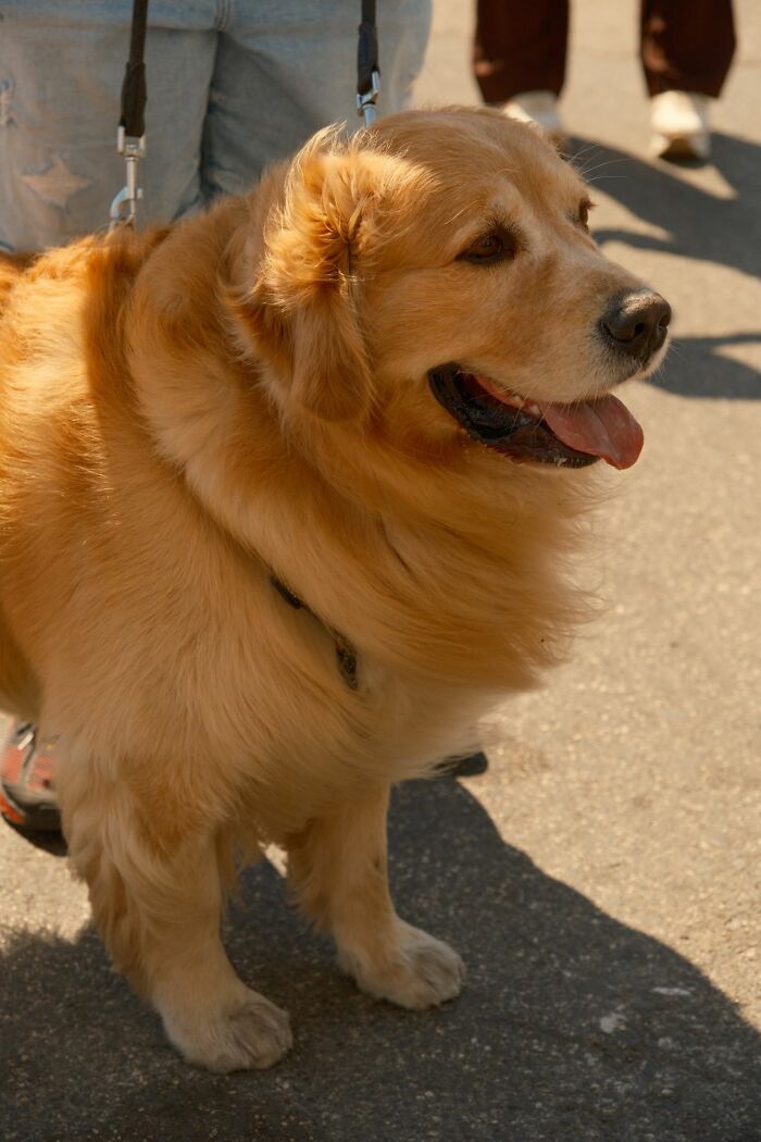 A golden retriever on a leash with its tongue out. Women shut down creepy men with savage ways.