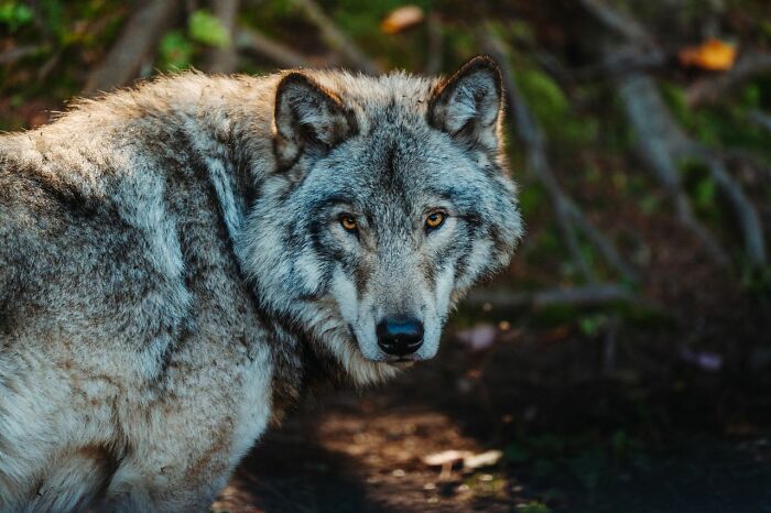A wild wolf looking at the camera, symbolizing the savage ways women shut down creepy men.