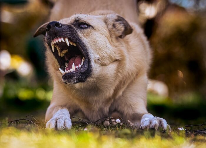 An angry dog snarling, showing its teeth and savage expression. Women impress others by shutting down creepy men.